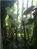 orhidea nova